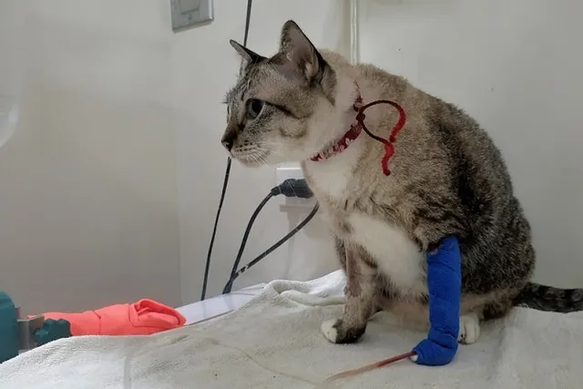 What Causes Anemia in Cats? Our Vet Explains