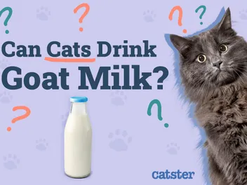 Can Cats Drink Goat Milk? Vet-Reviewed Facts & FAQs