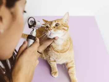 Corneal Ulcer In Cats: Our Vet Explains the Causes, Signs & Treatment Options
