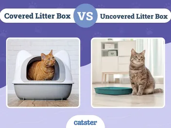 Covered vs Uncovered Litter Box: Our 2026 Comparison, Pros & Cons