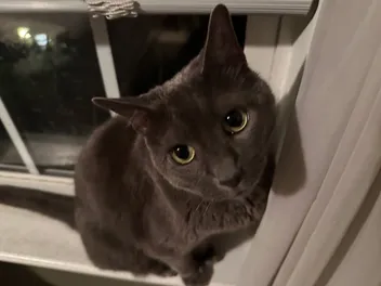 Are You Too Concerned About Your Cat’s Health? Worrying About Olga