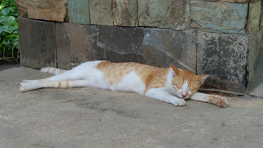 cat lying on the ground