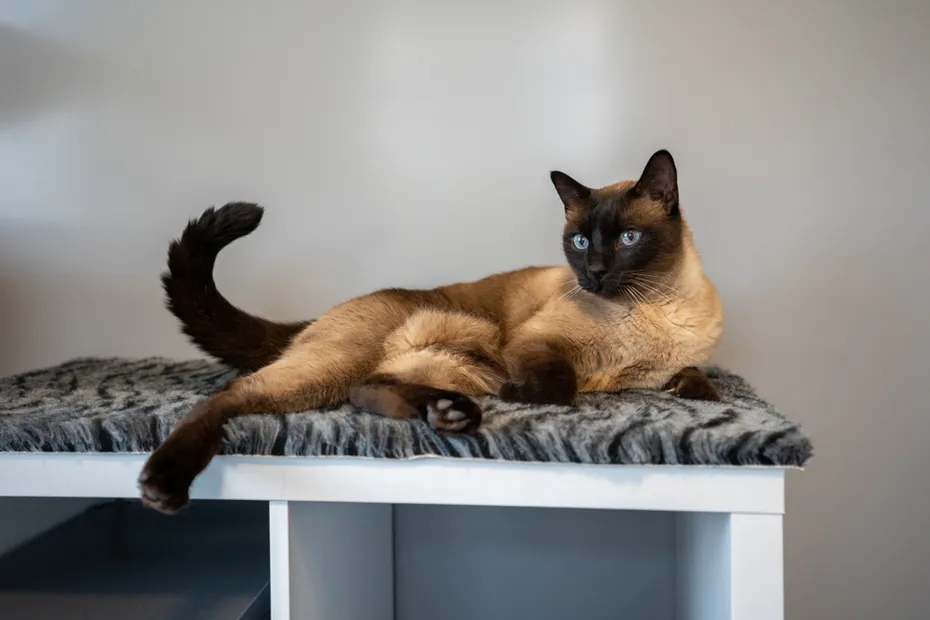 male siamese cat lying on table