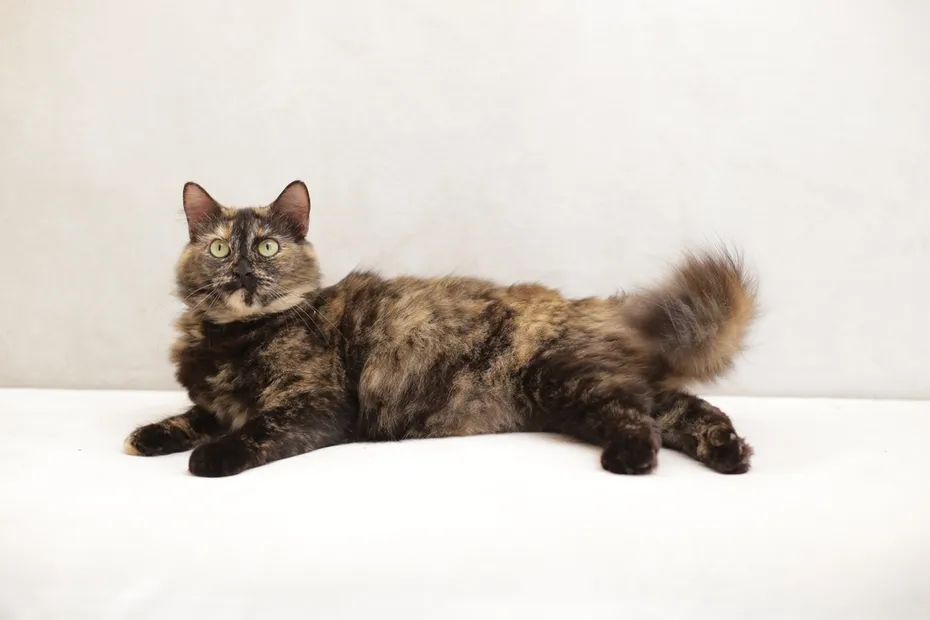 stumpy-tail-manx