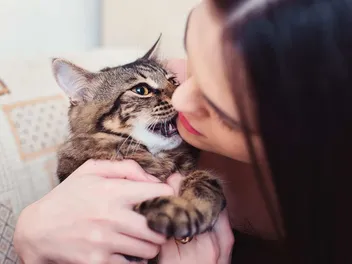 Why Does My Cat Bite My Chin? 6 Vet-Verified Reasons for This Behavior