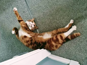 Alex and His Strange Obsession: Nighttime Kitty Antics