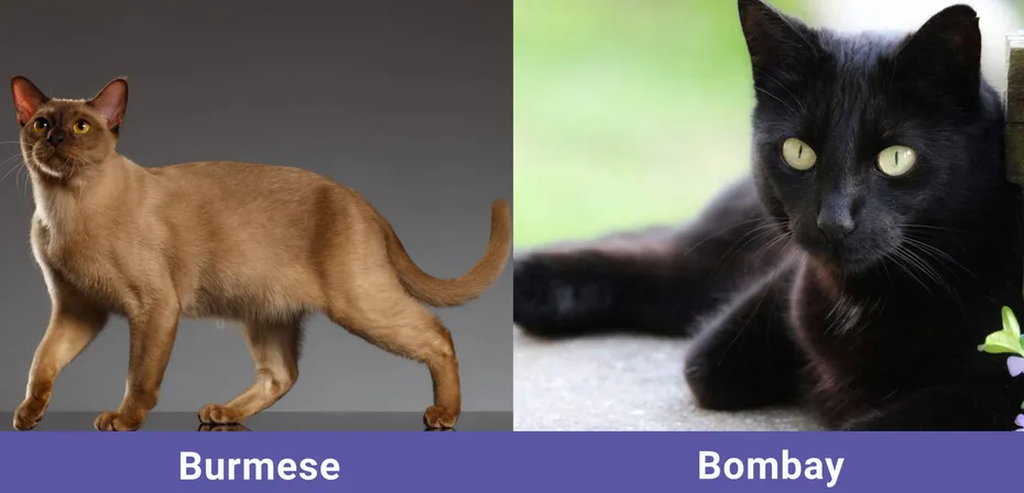 side by side Burmse VS Bombay
