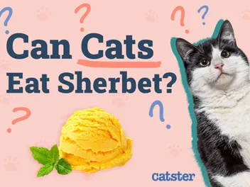 Can Cats Eat Sherbet? Vet-Reviewed Facts & FAQ