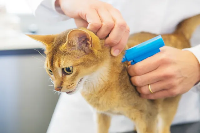 How Much to Get a Cat Chipped In the UK? (2026 Update)