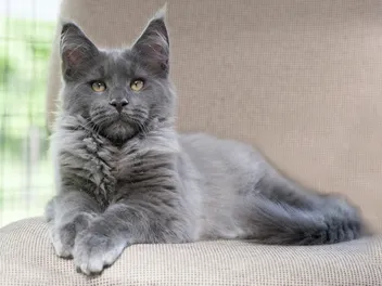 Do Cats Go Grey as They Age? Vet-Approved Facts & FAQ