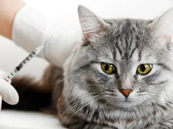 Anesthesia for Cats: Our Vet Explains When It's Needed, Risks & Precautions