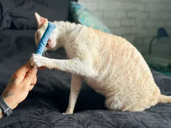 10 Best Cat Toys for Older Cats in 2026 - Reviews & Top Picks