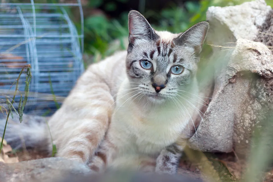 Lynx Point Siamese Cat with Blue Eyes Outdoor