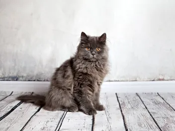 Persian Cat Grooming Tips: Vet-Verified Guide