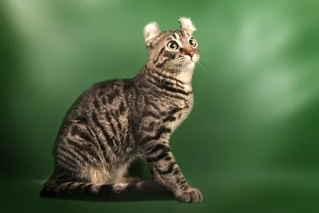 Jungle Curl Breed Info: Pictures, Temperament & Traits