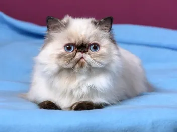 6 Flat-Faced Cat Breeds (With Info & Pictures)