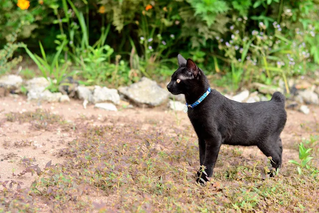 6 Cat Breeds With No Tails (Vet-Reviewed Info With Pictures)
