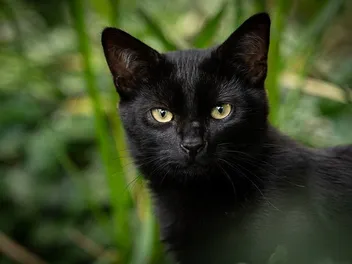 Why Do Cats Meow Back at You? 5 Vet-Reviewed Reasons for This Behavior