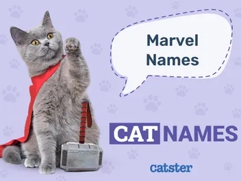175 Marvel Cat Names: Great Names for Your Super Kitty