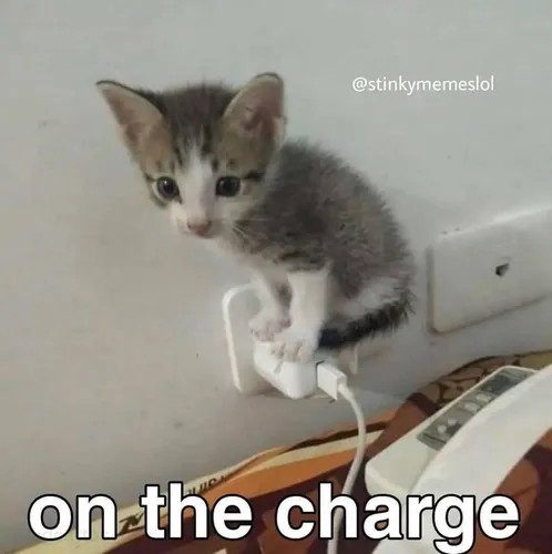At 100% Cuteness