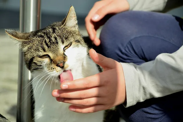 Why Does My Cat Lick My Hand & Fingers So Much? 7 Vet-Reviewed Reasons