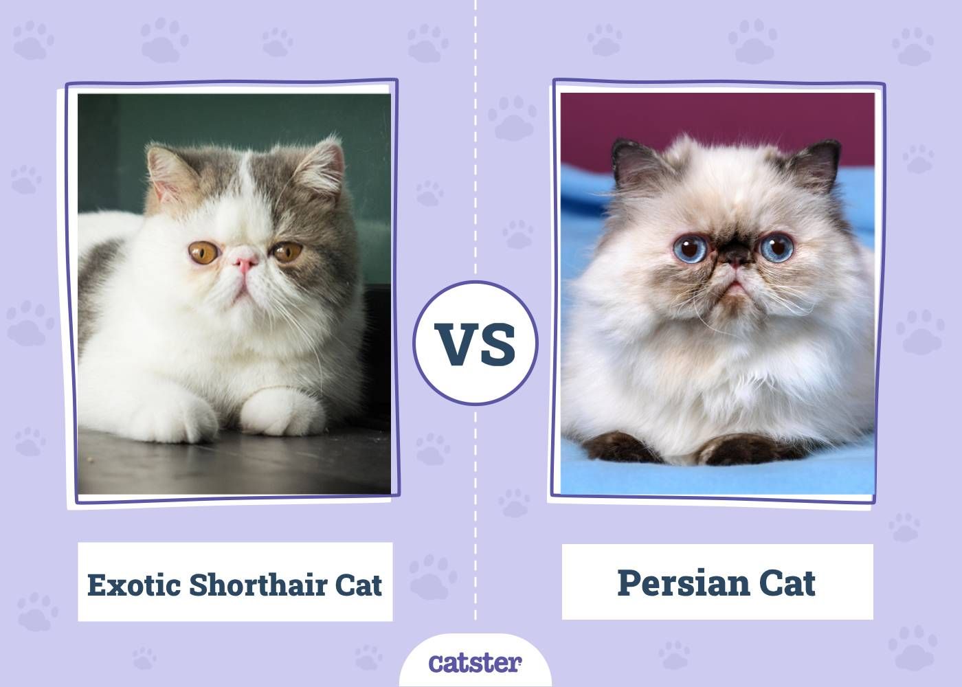 Exotic Shorthair Cat VS Persian Cat