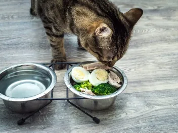 6 Best Fresh Cat Food Delivery Services in Canada in 2026 - Reviews & Top Picks