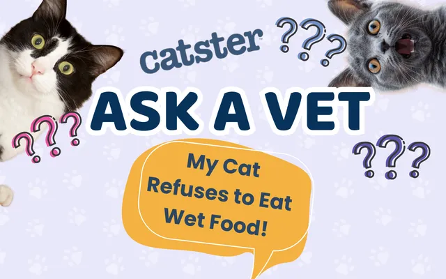 Ask Dr. Paola – HELP! My Cat Refuses to Eat Wet Food! (October 5, 2026)