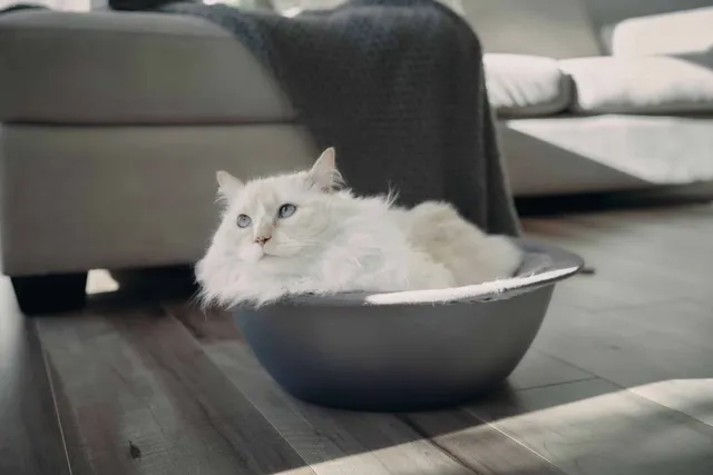 How to Make Your Home More Cat-Friendly: 8 Vet Approved Ways