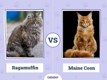 Ragamuffin Cat vs Maine Coon: Vet-Verified Main Differences (With Pictures)
