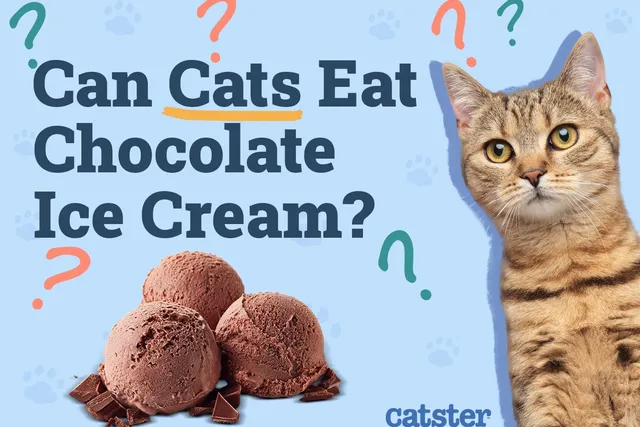 Can Cats Eat Chocolate Ice Cream? Vet-Reviewed Risks & Safe Alternatives