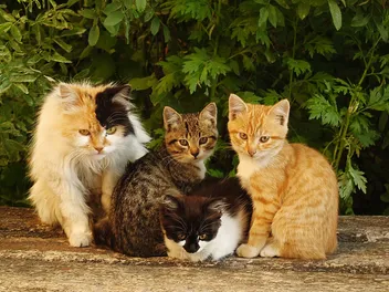 Cat Coat Genetics: Vet-Approved Facts & FAQ