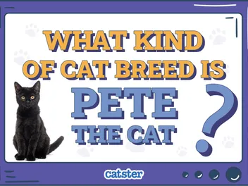 What Kind of Cat Breed Is Pete the Cat? Popular Fiction Facts