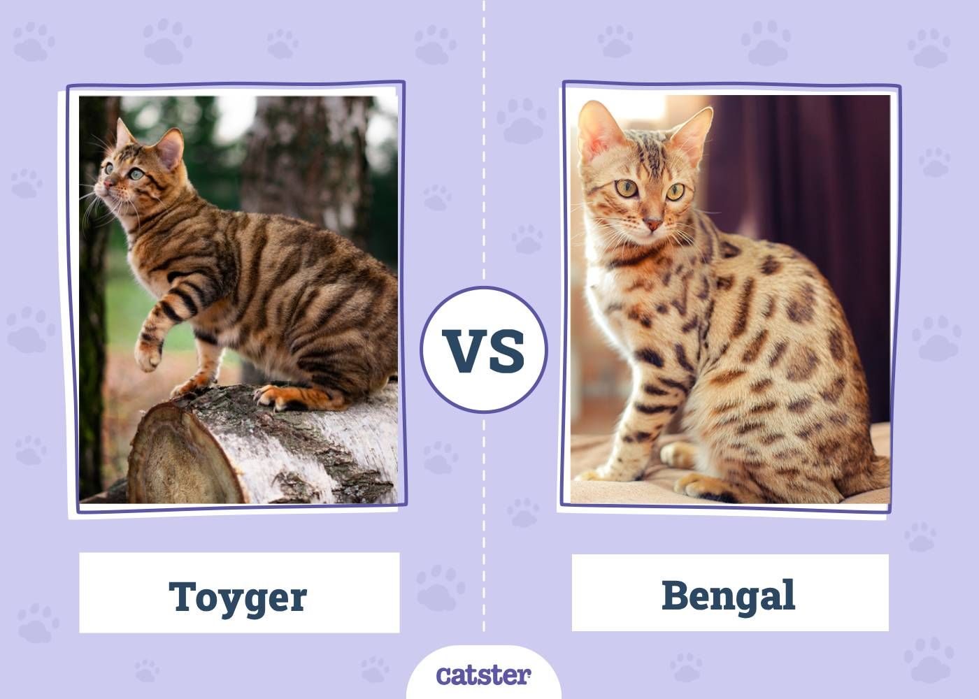 Toyger VS Bengal