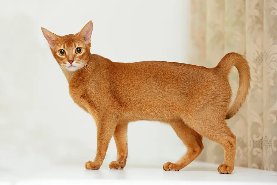 Abyssinian cat on top of the table