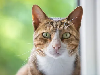 Arabian Mau Cat Breed Info: Pictures, Temperament & Traits