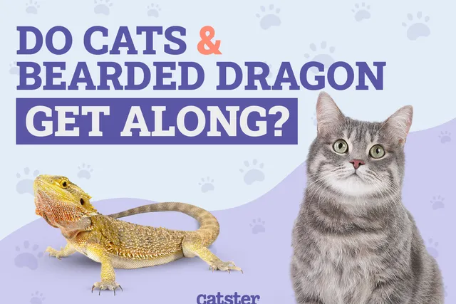 Do Cats & Bearded Dragons Get Along? Vet-Verified Facts, Risks & Safety
