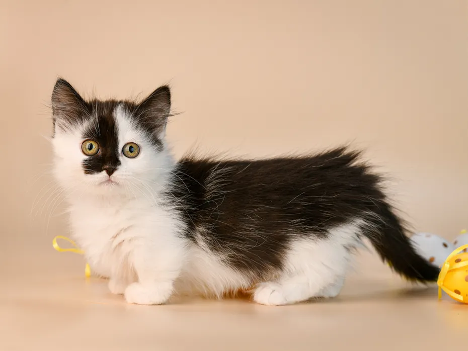 Portrait of a tuxedo Munchkin kitten on the floor