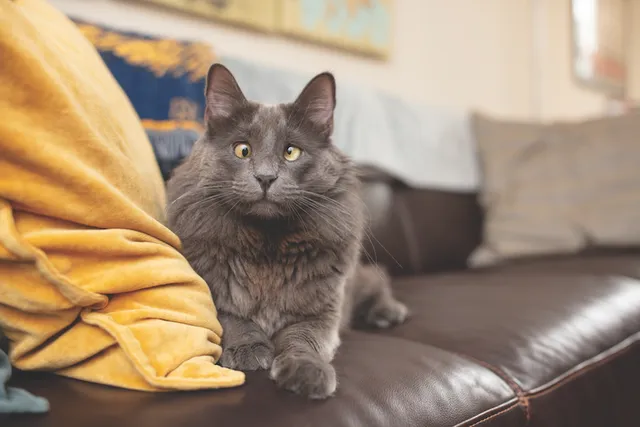 Meet the Feline Sensation Belarus