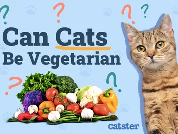 Can Cats Be Vegetarian? Vet Explained Health Concerns