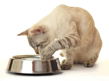 How Much Water Does a Cat Need per Day? Vet-Approved Facts & Health Tips
