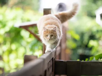 Does Your Cat Have a Secret Life? 3 Telling Signs