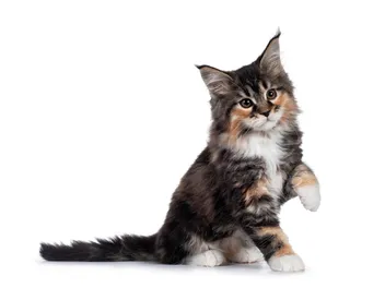 Why Do Kittens Cry? 8 Vet-Reviewed Reasons & How to Stop It