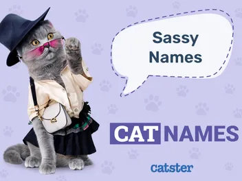 100+ Sassy Cat Names: Ideas for Bold & Feisty Cats