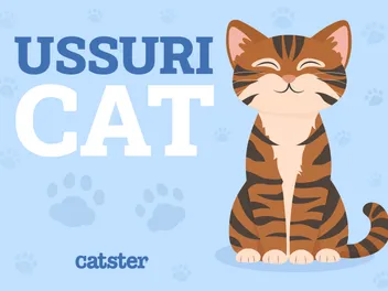 Ussuri Cat Breed Info: Pictures, Traits & Facts