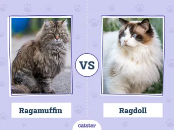 Ragamuffin vs. Ragdoll: Key Differences (With Pictures)