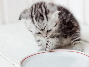 How Much Water Does a Kitten Need Per Day? Vet-Approved Facts & Tips