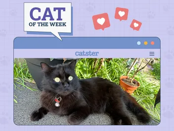 Catster Photo Contest: Cats of the Week Winners (May 1, 2025)