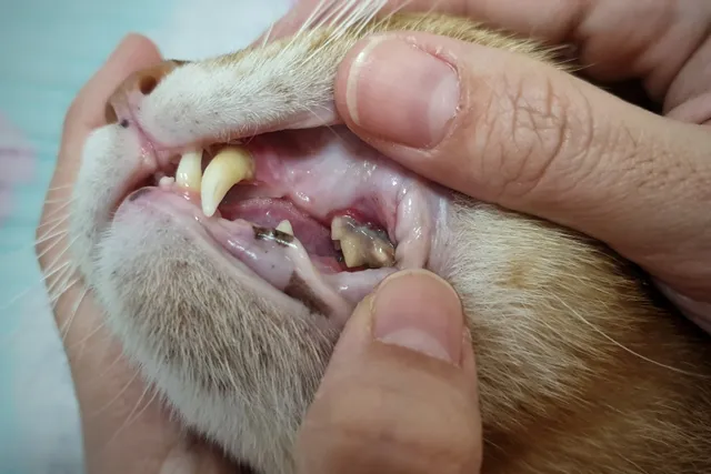 Dental Disease in Cats: Causes, Signs & Treatment Options (Vet Answer)