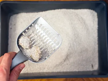 Why Does My Cat Pee In The Litter Box But Poop On The Floor? 9 Vet-Reviewed Reasons & Solutions